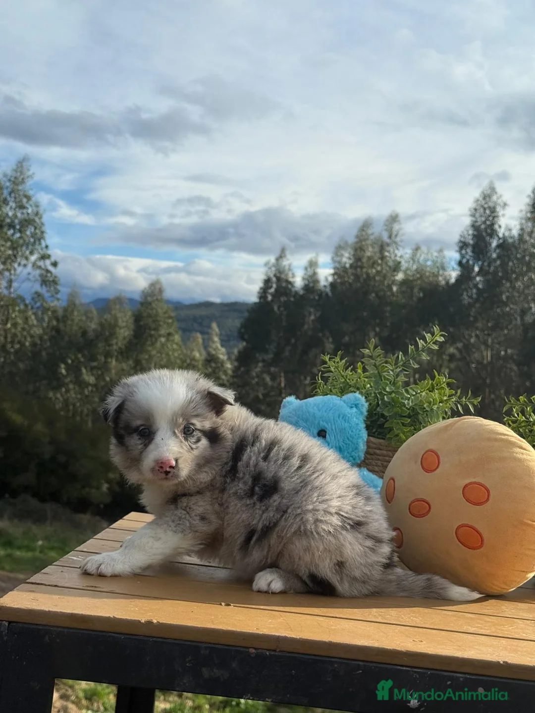 Border Collie perros en venta: Border collie - Anuncio 3