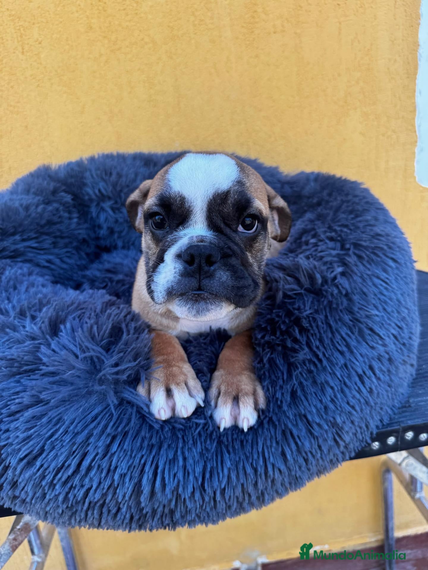 Bulldog Inglés perros Hembra bulldog ingles - Anuncio 1