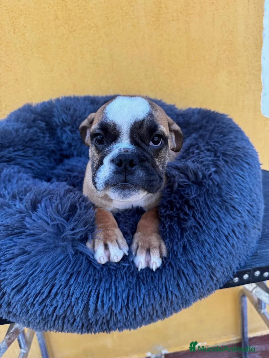 Bulldog Inglés perros en venta: Hembra bulldog ingles - Anuncio 1