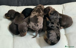 Teckel Miniatura perros en venta: Preciosos Teckel miniatura  - Imagen 4