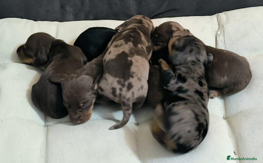 Teckel Miniatura perros en venta: Preciosos Teckel miniatura  - Imagen 4