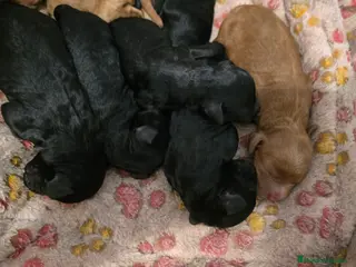 Caniche Enano perros Caniches enanos - Anuncio 2