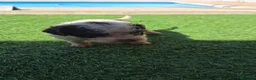 Perro de Agua Español perros en venta: Perritos de agua  - Anuncio 8