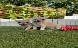 Chihuahua perros en venta: CHIHUAHUA MACHO - Imagen 13