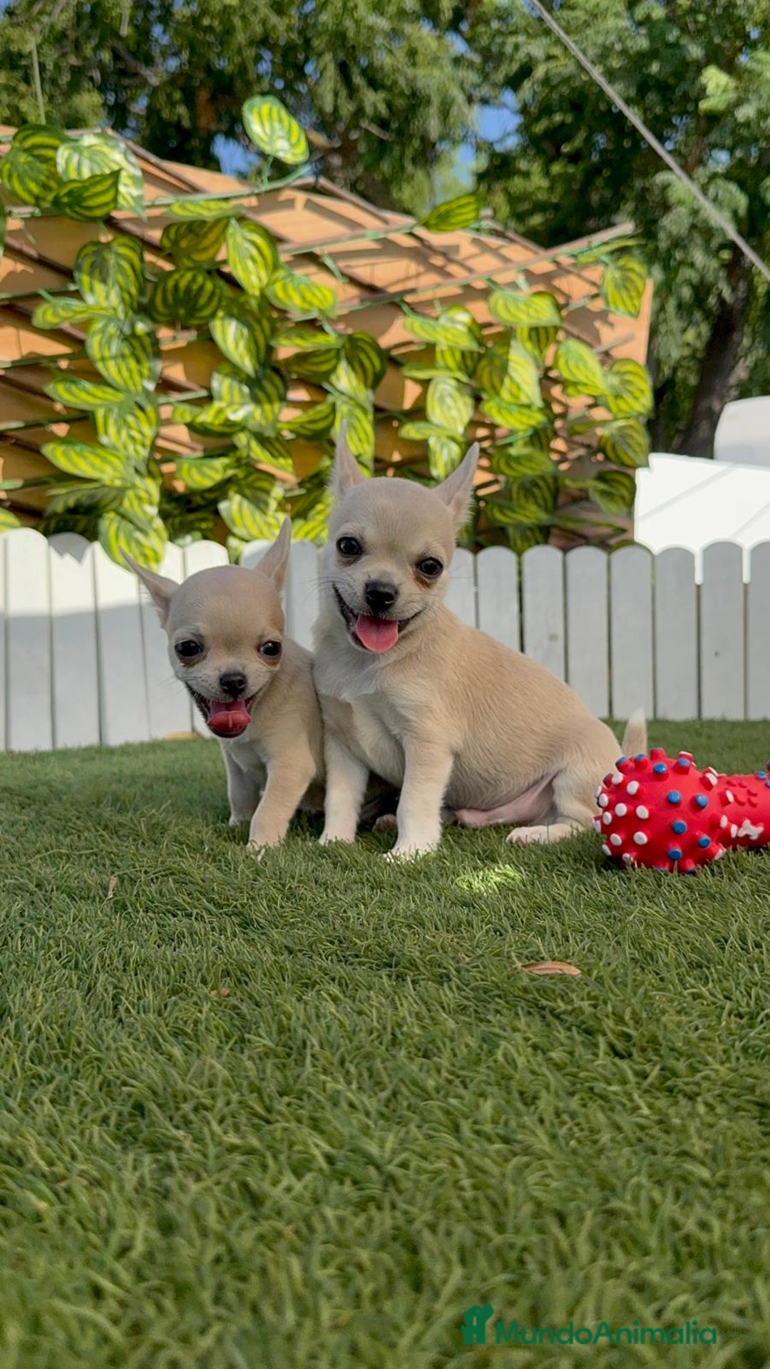 Chihuahua perros en venta: CHIHUAHUA MACHO - Imagen 13