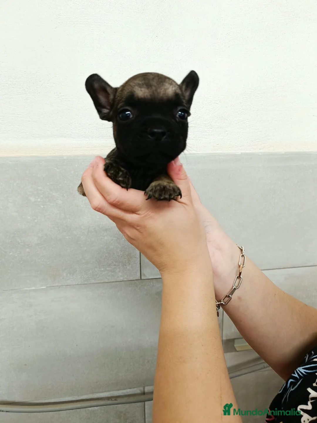 Bulldog Francés perros en venta: Bulldog francés  - Anuncio 2