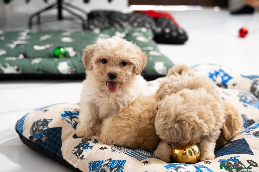 Maltipoo perros en venta: Camada exclusiva de Matipoo - Anuncio 3