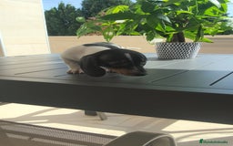 Teckel Miniatura perros en venta: Teckel pielbad mini ♂️ - Imagen 5