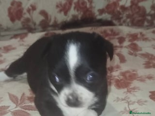 Chihuahua perros - Anuncio 27