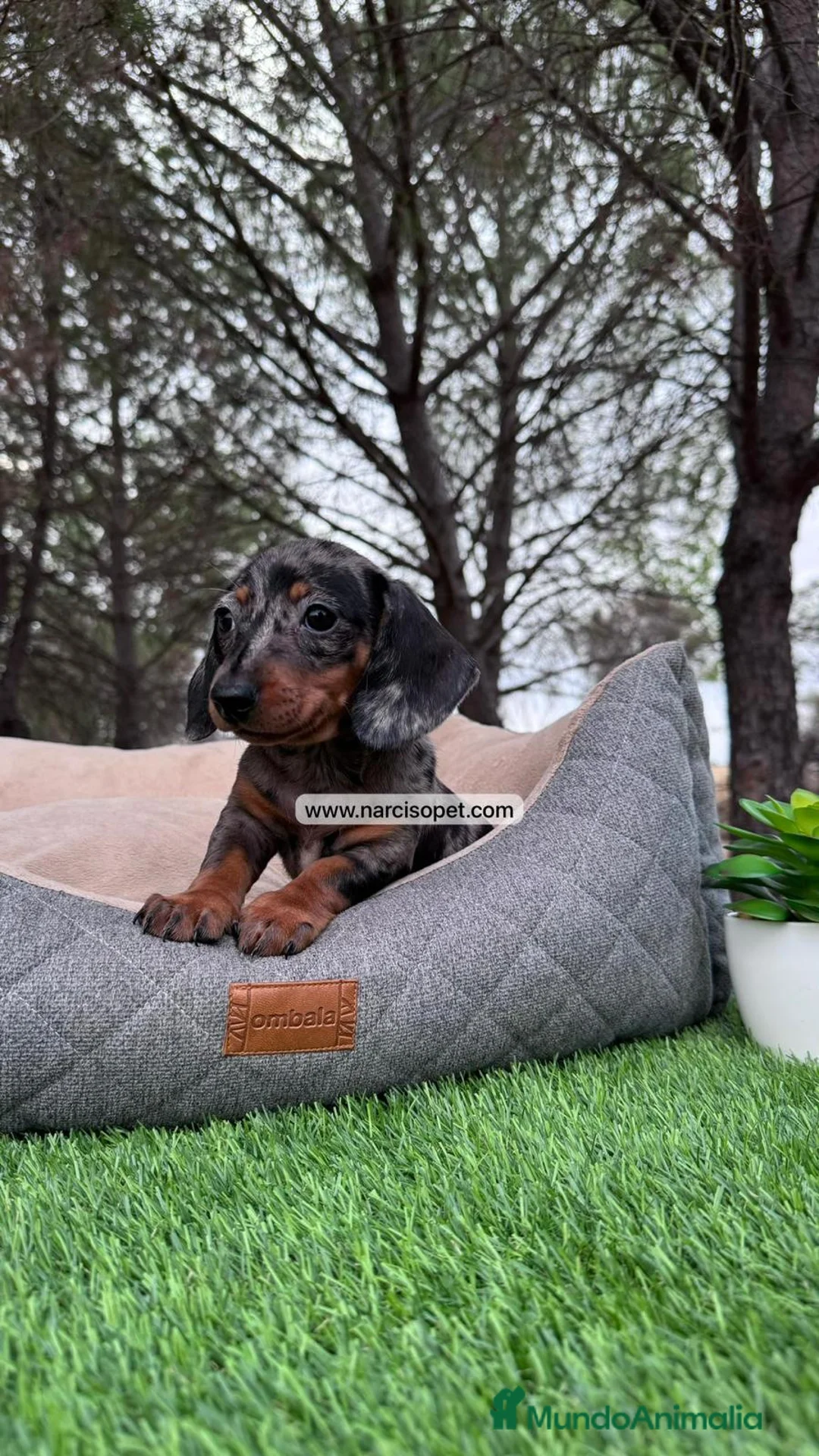 Teckel perros en venta: TECKEL MERLE PLATA HEMBRA en Asturias - Anuncio 1