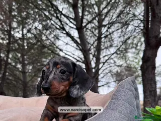 Teckel perros TECKEL MERLE PLATA HEMBRA - Anuncio 9