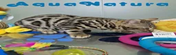 Bengalí gatos en venta: Bengali Macho 1706 AQUANATURA - Anuncio 3