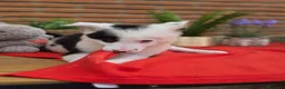 Border Collie perros en venta: Preciosos cachorros de border collie - Anuncio 4