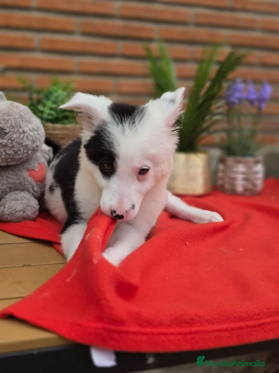 Border Collie perros en venta: Preciosos cachorros de border collie - Anuncio 4