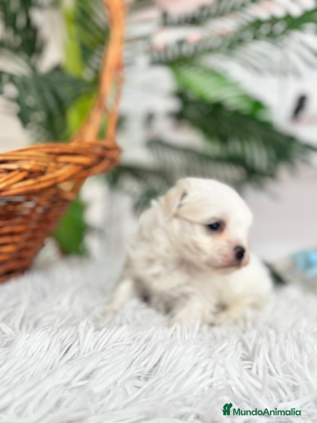 Bichón Maltés perros BICHON MALTES - Anuncio 1