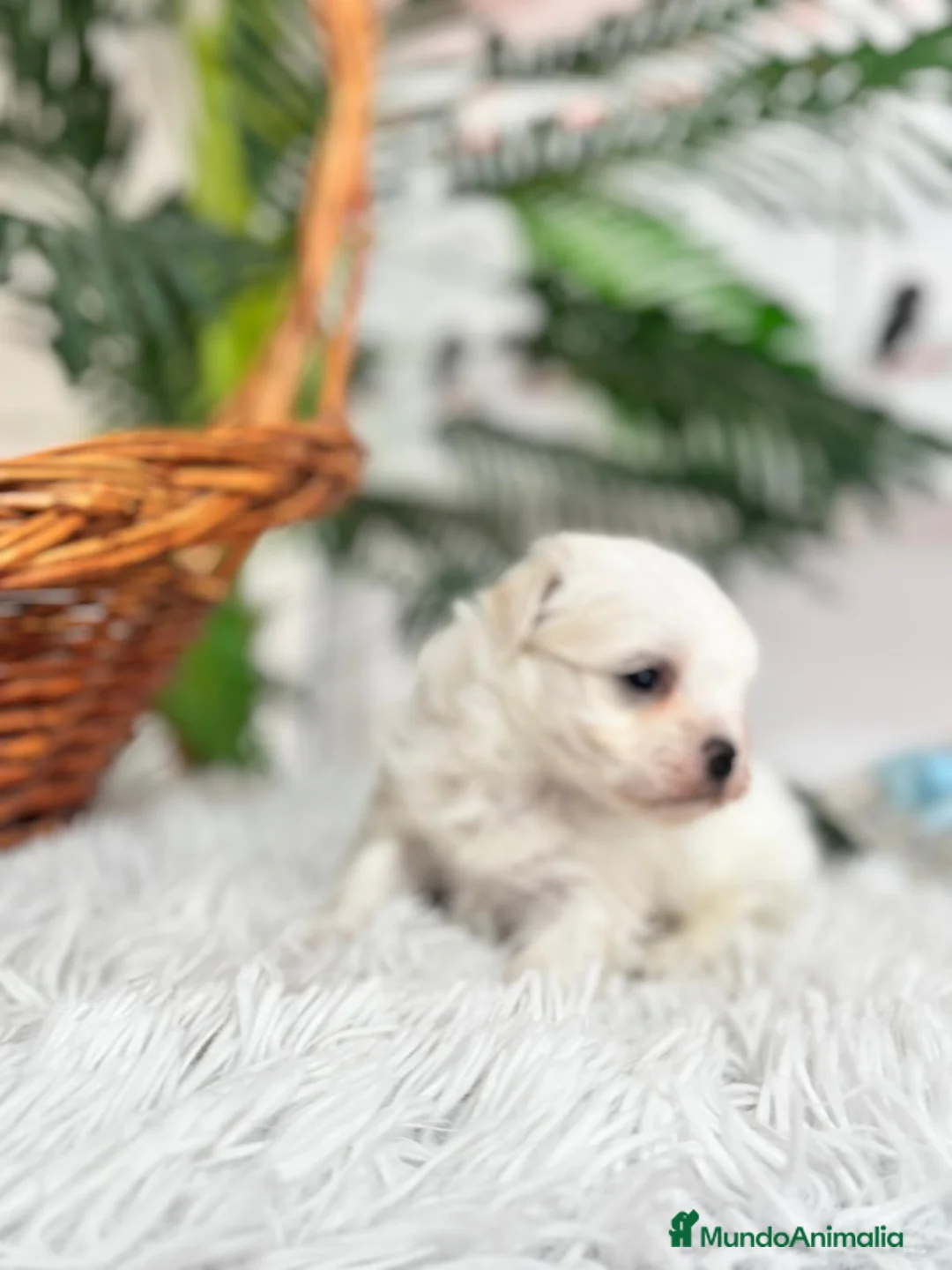 Bichón Maltés perros en venta: BICHON MALTES - Anuncio 1