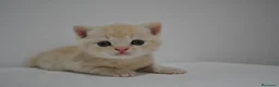 Himalayo gatos en venta:  Cachorros Fold y Straight  - Anuncio 8