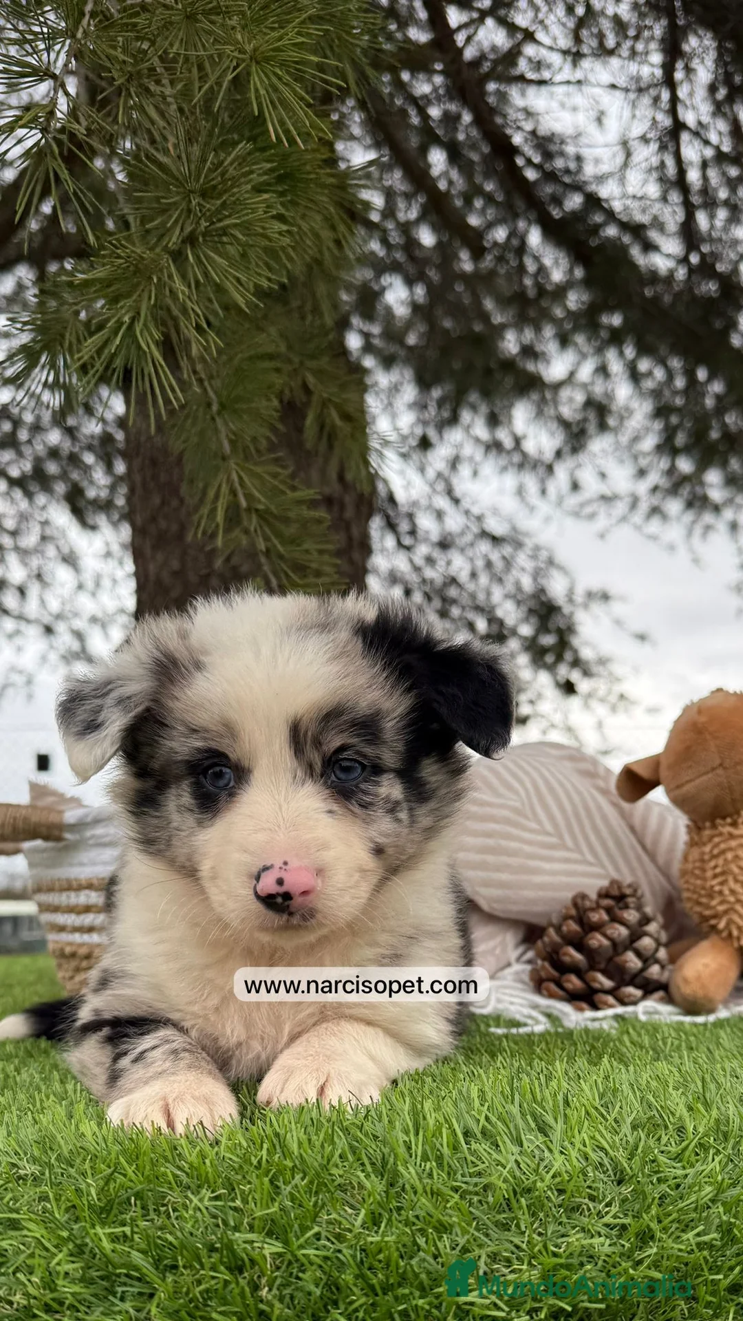 Teckel Miniatura perros en venta: PRECIOSOS BORDER COLLIE MERLE - Anuncio 2