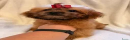Shihpoo perros en venta: Soy Miranda una ShihPoo Divina!!  - Anuncio 8