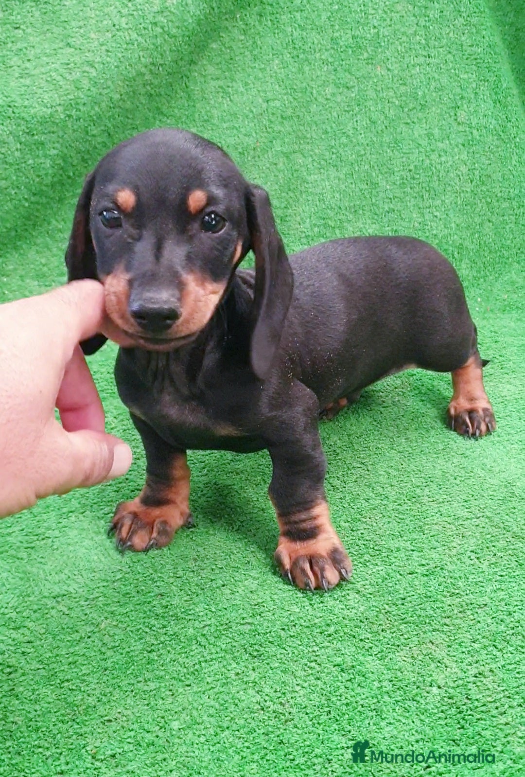 Teckel perros en venta: Teckel kanichen  - Imagen 3