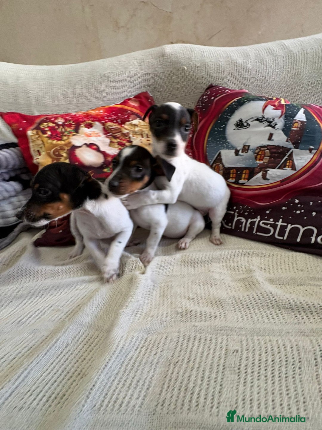 Jack Russell Terrier perros en venta: Jack Russell  - Anuncio 6