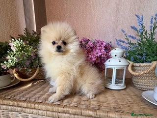 Pomerania perros - Anuncio 1