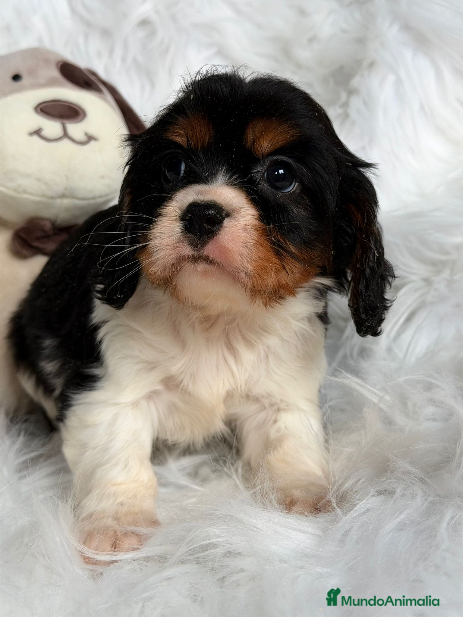 Cavalier King Charles Spaniel perros CAMADA DE CAVALIER DISPONIBLES - Anuncio 2