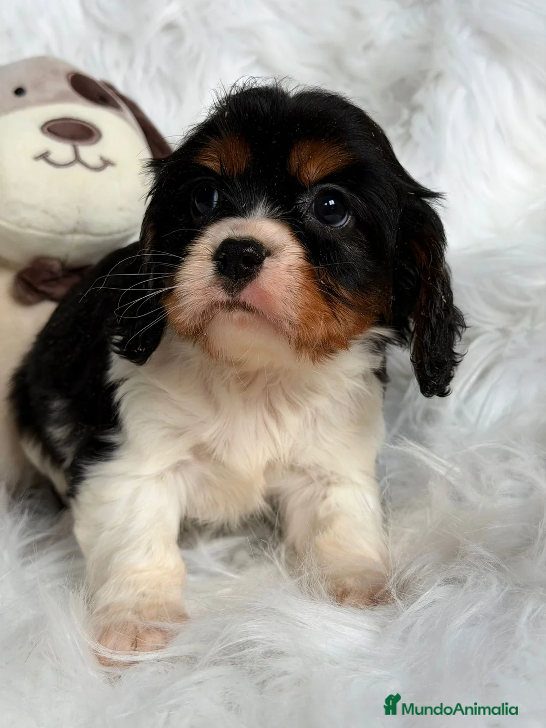 Cavalier King Charles Spaniel perros en venta: CAMADA DE CAVALIER DISPONIBLES - Anuncio 2
