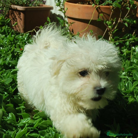 Bichón Maltés perros en Madrid - Anuncio 7