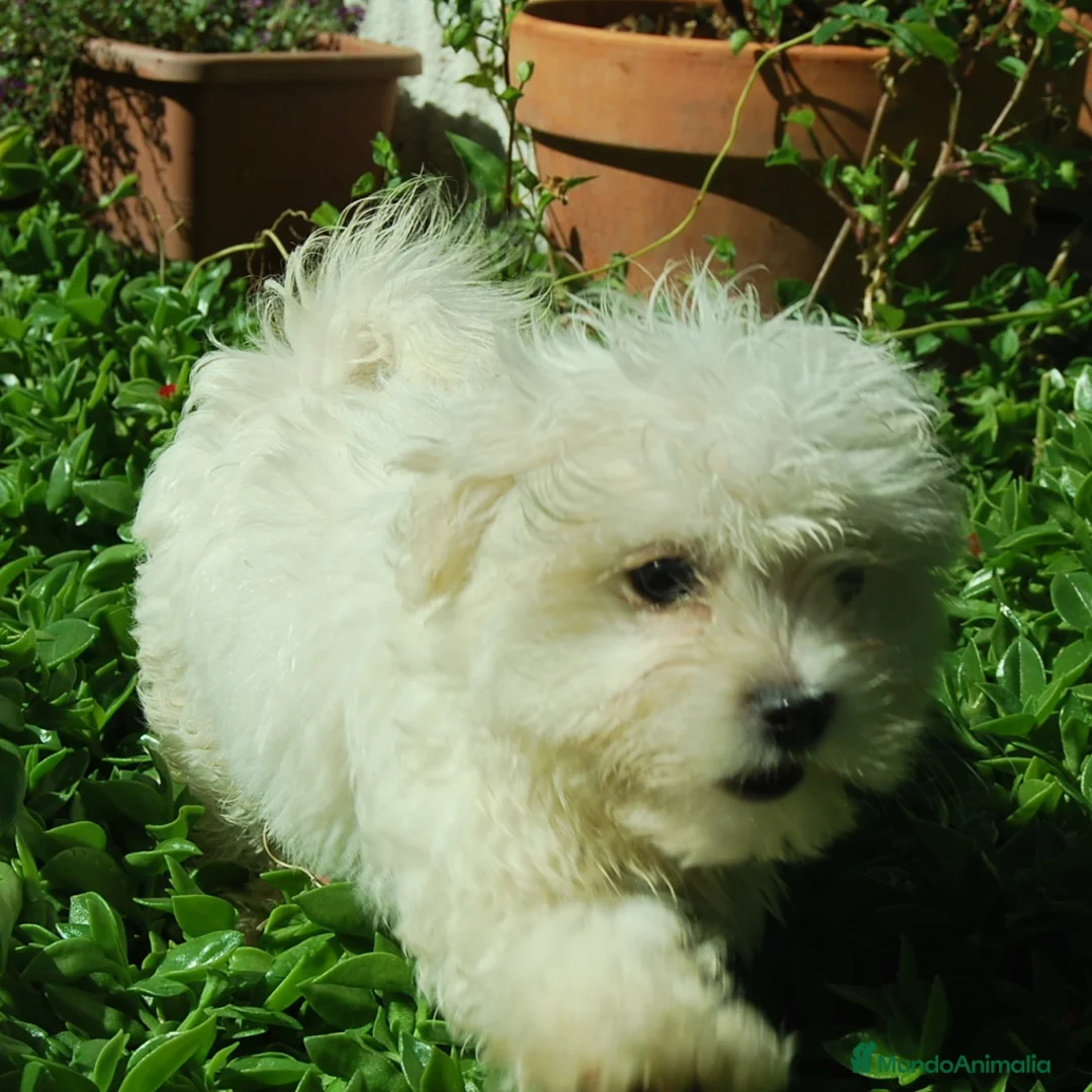 Bichón Maltés perros en venta: BICHON MALTES TOY, ALTO DEL PAGO en Madrid - Anuncio 1