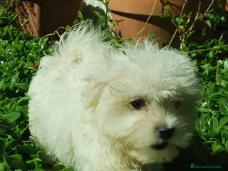 Bichón Maltés perros BICHON MALTES TOY, ALTO DEL PAGO en Madrid - Anuncio 16