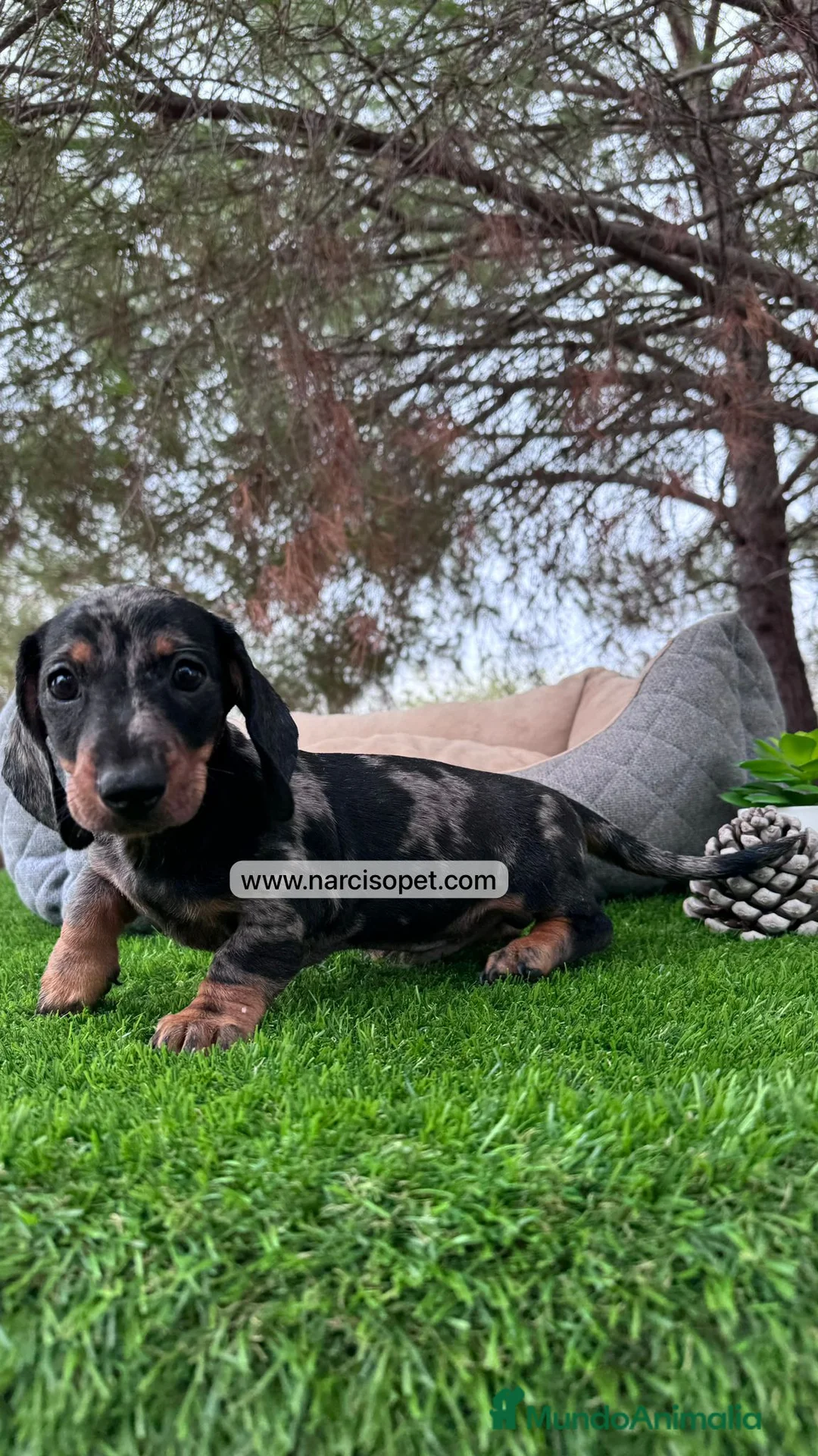 Teckel perros en venta: TECKEL ARLEQUIN MACHO en Asturias - Anuncio 1