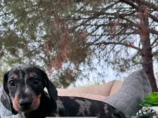 Teckel perros TECKEL ARLEQUIN MACHO - Anuncio 2