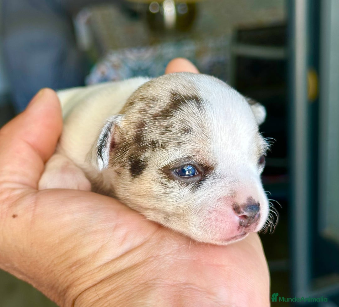 Chihuahua perros en venta: Chihuahuas mis nuevos pequeños - Imagen 20