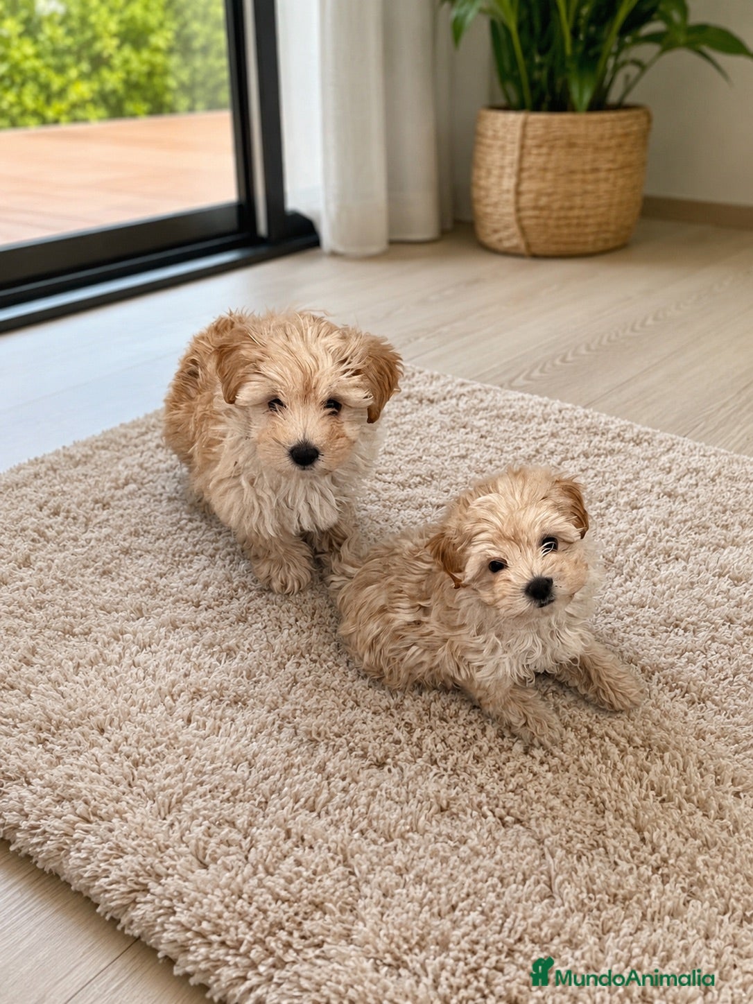 Maltipoo perros PRECIOSAS HEMBRAS DE MALTIPOO - Anuncio 1
