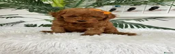 Caniche Toy perros en venta: CANCIHE ROJO - Anuncio 37