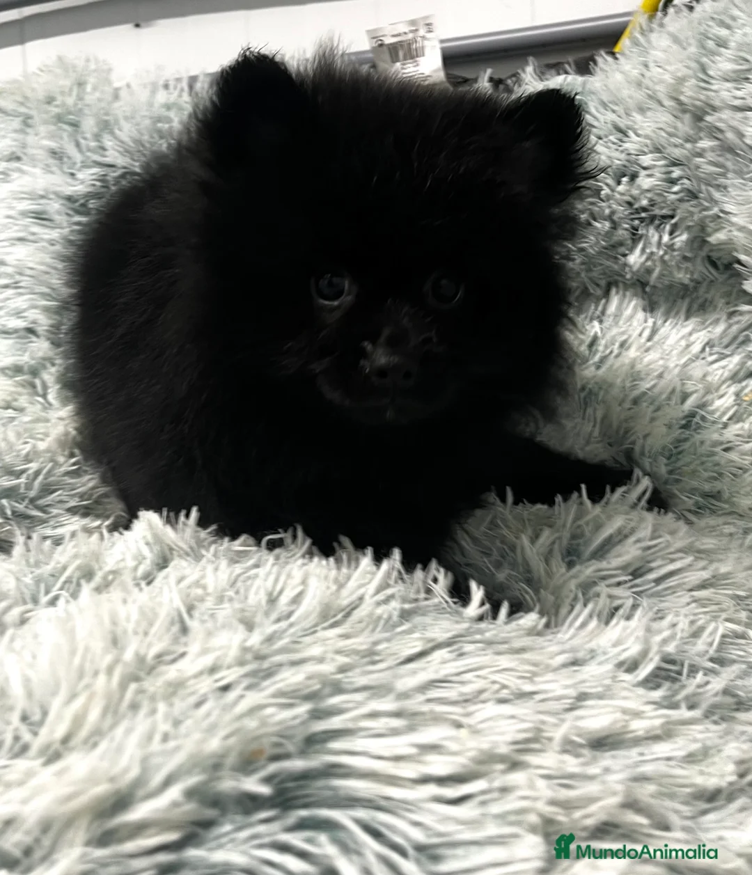 Pomerania perros en venta: Pomerania - Anuncio 11