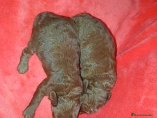 Caniche Toy perros Camada Caniche de Pastanaga AQUANATURA - Anuncio 39