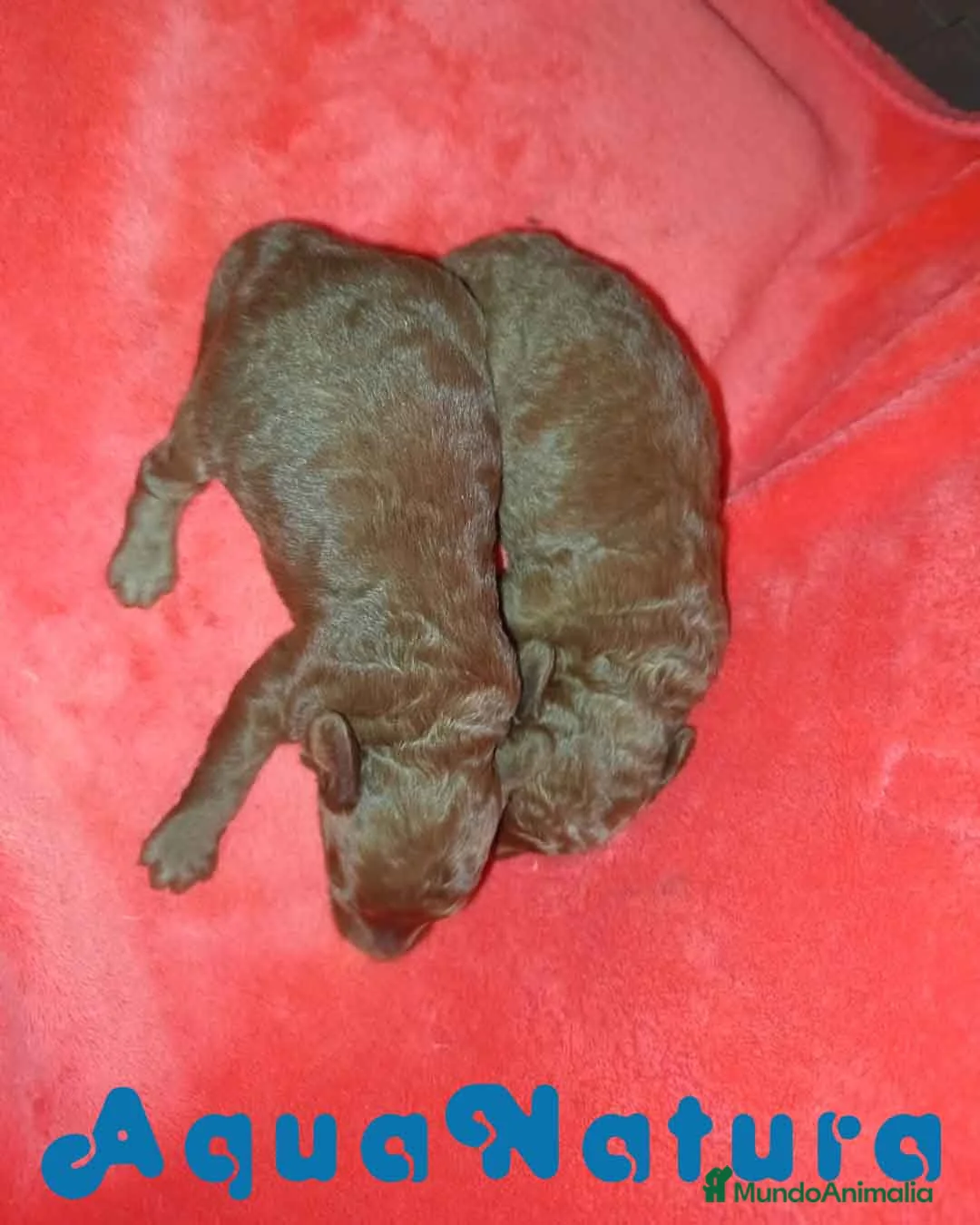 Caniche Toy perros en venta: Camada Caniche de Pastanaga AQUANATURA - Anuncio 1