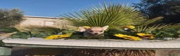 Chihuahua perros en venta: Chihuahuas toys - Anuncio 8
