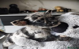Chihuahua perros en venta: Chihuahua macho merle Toy  - Anuncio 5