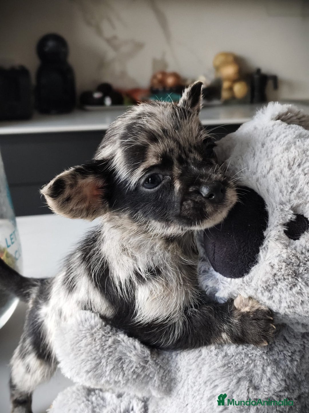 Chihuahua perros en venta: Chihuahua macho merle Toy  - Anuncio 5