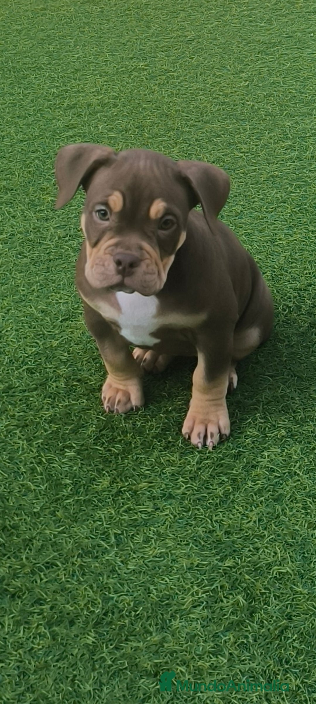 American Bully perros en venta: American bully pocket - Anuncio 3