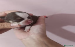 Chihuahua perros en venta: Toys chihuahua chocolate  - Imagen 5