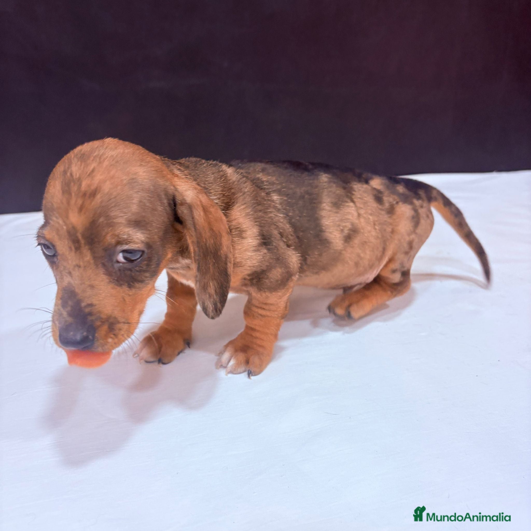 Teckel Miniatura perros Teckel Miniatura  - Anuncio 1