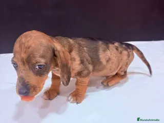 Teckel Miniatura perros Teckel Miniatura - Anuncio 1