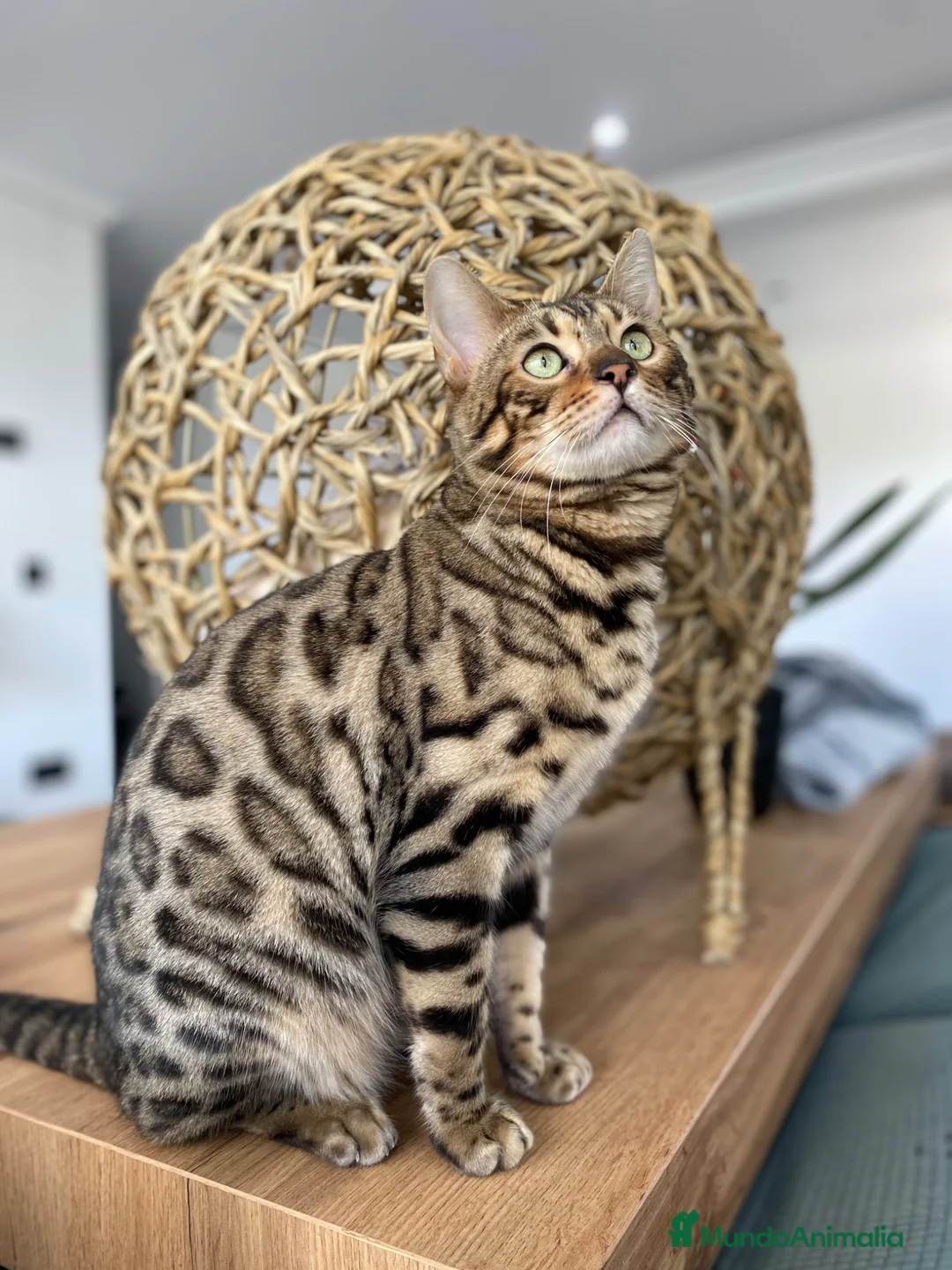 Bengalí gatos en venta: Gato bengali - Anuncio 1