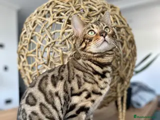 Bengalí gatos Gato bengali - Anuncio 3