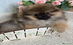 Pomerania perros en venta: Último macho ositos precioso 🐾🐻‍❄️ - Imagen 1