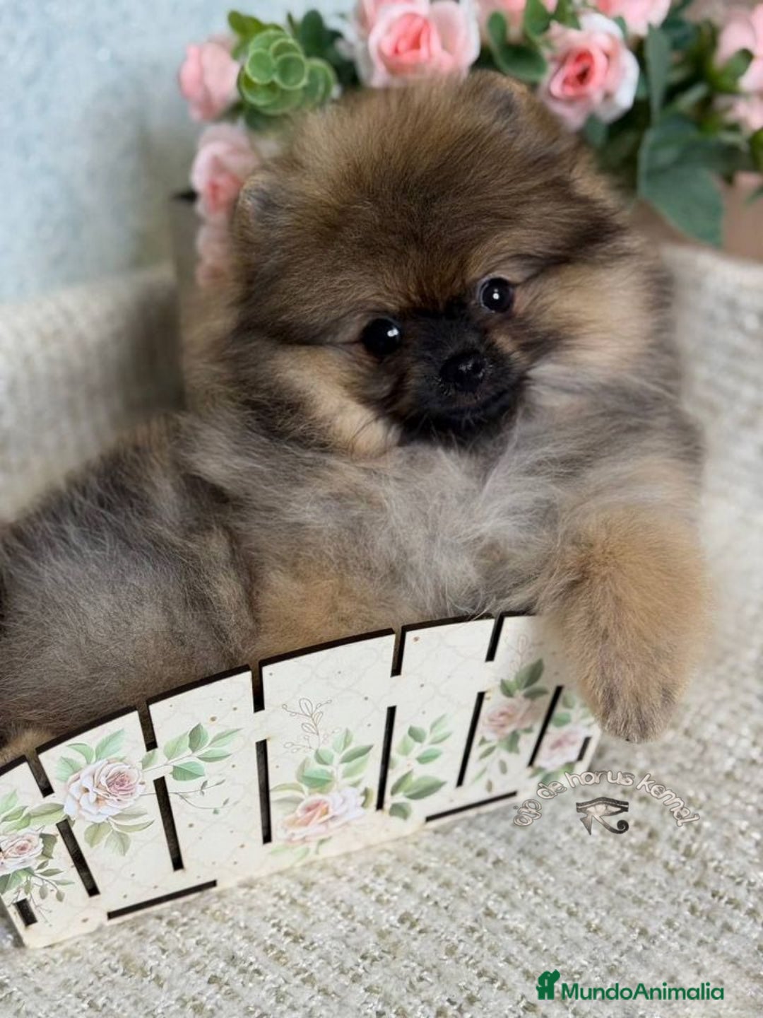 Pomerania perros en venta: Último macho ositos precioso 🐾🐻‍❄️ - Imagen 1